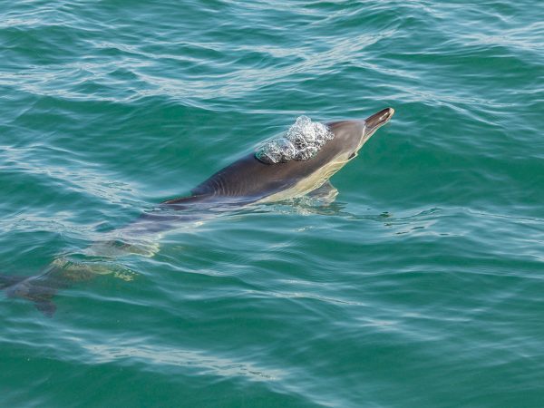 padstow-gallery-12